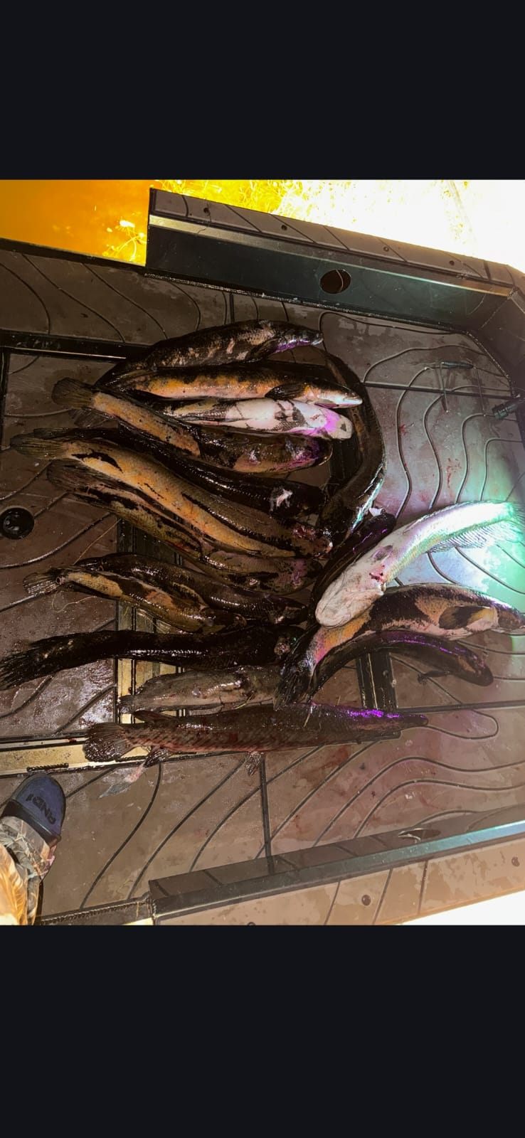 Native Roots Outdoors bowfishing trip photo with guests, fish, boat lights, and South Florida water
